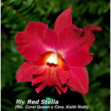 Cattleya Hasegawaara Red Stella Hawai