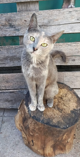 Gatita 1 Año Castrada En Adopción En Caba Con Red En Ventana