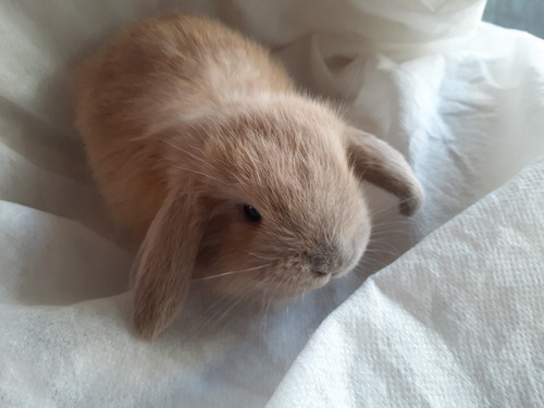 Mini Coelhos Mini Lop 