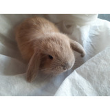 Mini Coelhos Mini Lop 