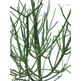 Euphorbia Tirucalli, Árbol De Los Dedos, Hombre Desnudo