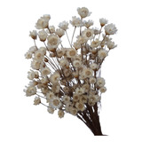 Flores Desidratada 500 Sempre Viva Branca Vaso Decoração. 