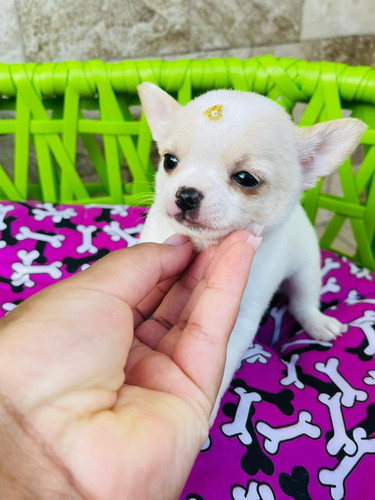 Chihuahua Pelo Curto Femea Bicolor Linda Disponivel