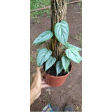 Philodendron Sodiroi 