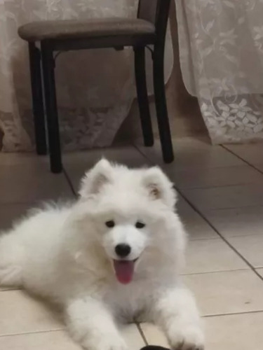 Cachorros Samoyedo Gorditos 