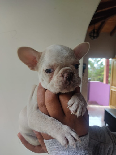 Cachorro Bull Dog Francés Animal Pets Colombia 