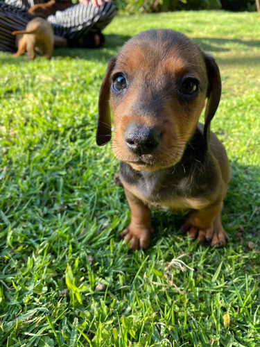 Bellos Cachorros Dachshund Salchicha Teckel Mini