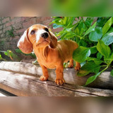 Salchicha Dachsund Cachorros Incluye Pedigree Microchip 