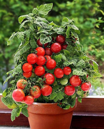 Semillas De Tomate Cherry Enano Rojo Organicas Ideal Maceta