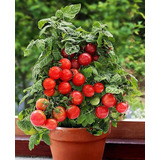 Semillas De Tomate Cherry Enano Rojo Organicas Ideal Maceta