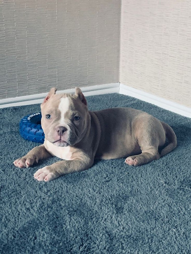 Filhotes Da Raça American Bully Micro, Standart E Pocket 