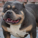  American Bully No Pitbull No Bull Dog