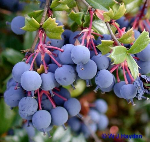 Frutales Adultos De Michay!! Cosechá Tus Frutos Del Bosque