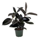 Gomero Negro ! ( Ficus Elàstica)