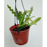 Cactus Epiphylum Anguliger - Cactus Colgante 