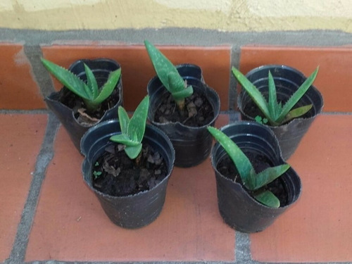 Plantines De Aloe Vera Saponaria