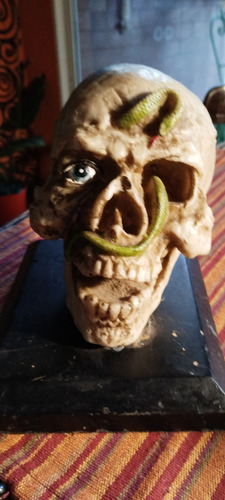 Cráneo De Resina