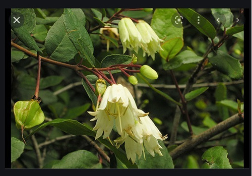 Semillas Arbol Nativo Patagua