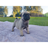 Machito Pug De 2 Meses Listo Para La Entrega