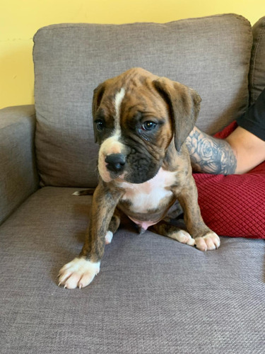 Cachorros Boxer