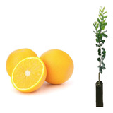 Muda De Laranja Lima Da Pérsia Enxertada 60cm Produz 1 Ano