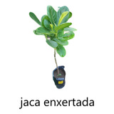 Jaca Dura Enxertada ( Muda )