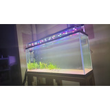 Lámpara Para Acuario Plantado 200l