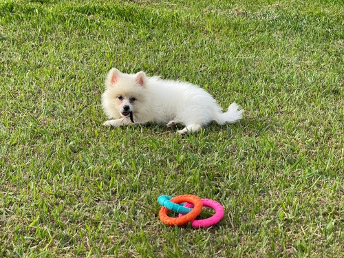 Cachorro Pomsky Puppy Perrito Ponsky Cachorro Blanco 