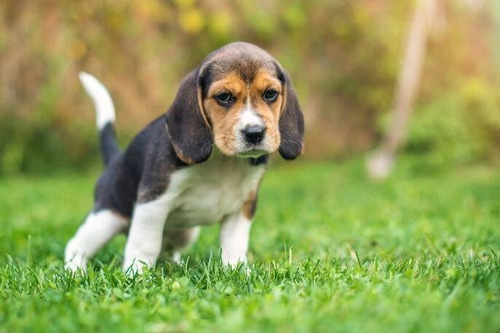 Cachorro Beagle Tricolor!! 011