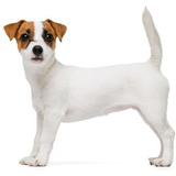 Cachorros Jack Russel Terrier Disponibles Medellín