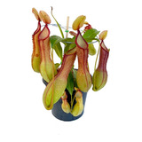 Planta Carnívora Nepenthes Graciflora Pote 15 + Musgo Sfagno