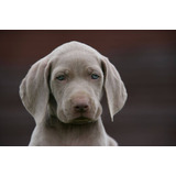 Cachorros Weimaraner Inscritos, Campeones