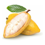 Árbol De Cacao Forastero + Regalo