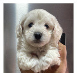 Maltés Malteses Mini Bichon Cachorros