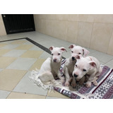 Perros Dogo Argentino Cachorros Medellin Bogota Cali Puppy