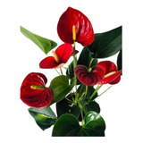 Anthurium, Cala Roja Y Rojo Pálido + Fertilizante De Regalo.