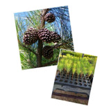 Pinus Elliotti 50 Mudas