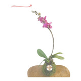 Tutor P/ Haste Floral, Caule Orquídea Revestido 60cm - 10 Pç