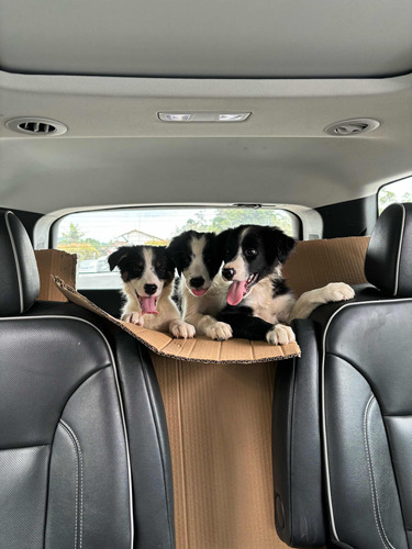 Cachorros Border Collie