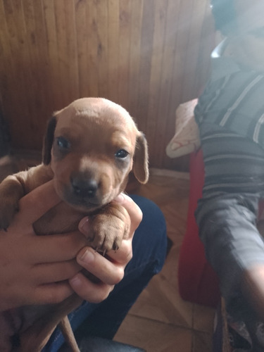 Cachorros Perro Salchicha Puros