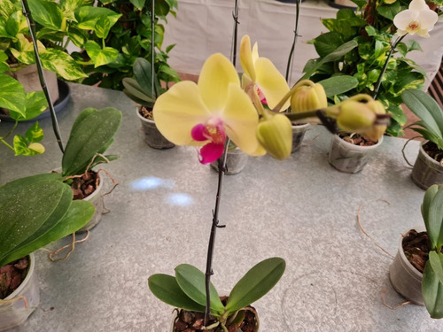 Orquídeas Hermosas - Rosa / Amarilla - E.gratis Caba