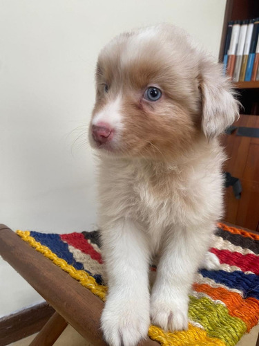 Hermosas Cachorros Pastor Ovejero Australiano Disponibles