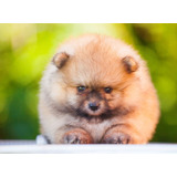 Mini Toy Pomerania Cachorros Perros Disponibles Bogota Cali