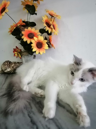 Gato Ragdoll Dóciles, Tiernos, Adoran Estar Con Sus Dueños