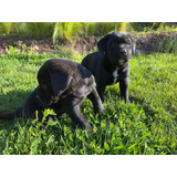 Cachorros Cane Corso