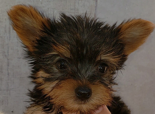 Yorkshire Terrier Mini Hembrita. 