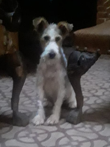 Fox Terrier En Mendoza 