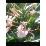 Bulbos De Hedychium Color Beige (mariposa Beige Con Aroma) 
