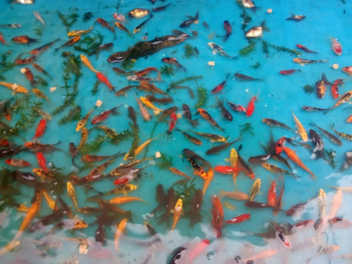 Peces Carpas Koi De Estanque 10 A 11 Cm