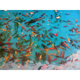 Peces Carpas Koi De Estanque 10 A 11 Cm